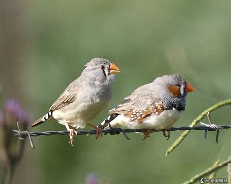 鳥類築巢 本能|研究：鳥不是生下來就會築巢 